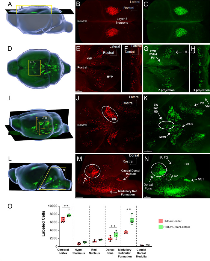 Figure 1—figure supplement 2.