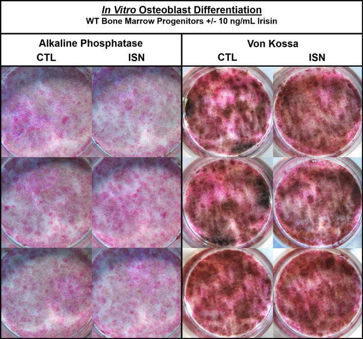 graphic file with name elife-104341-fig1.jpg