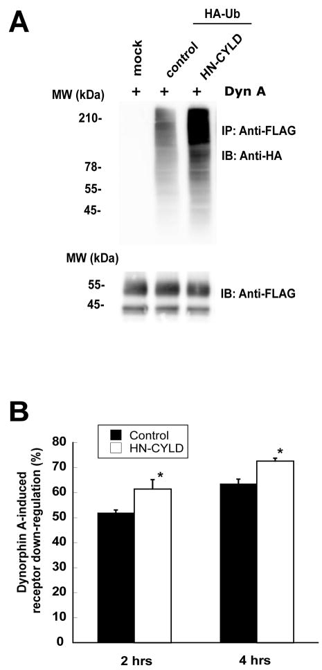 Fig. 8