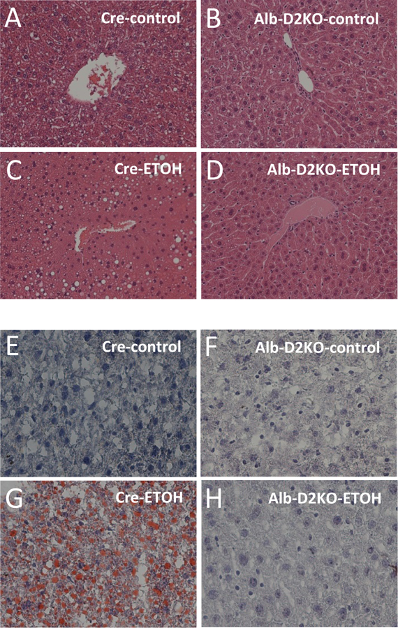 Fig. 2 –