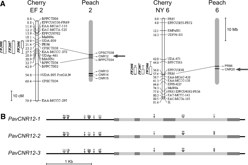 Fig. 3