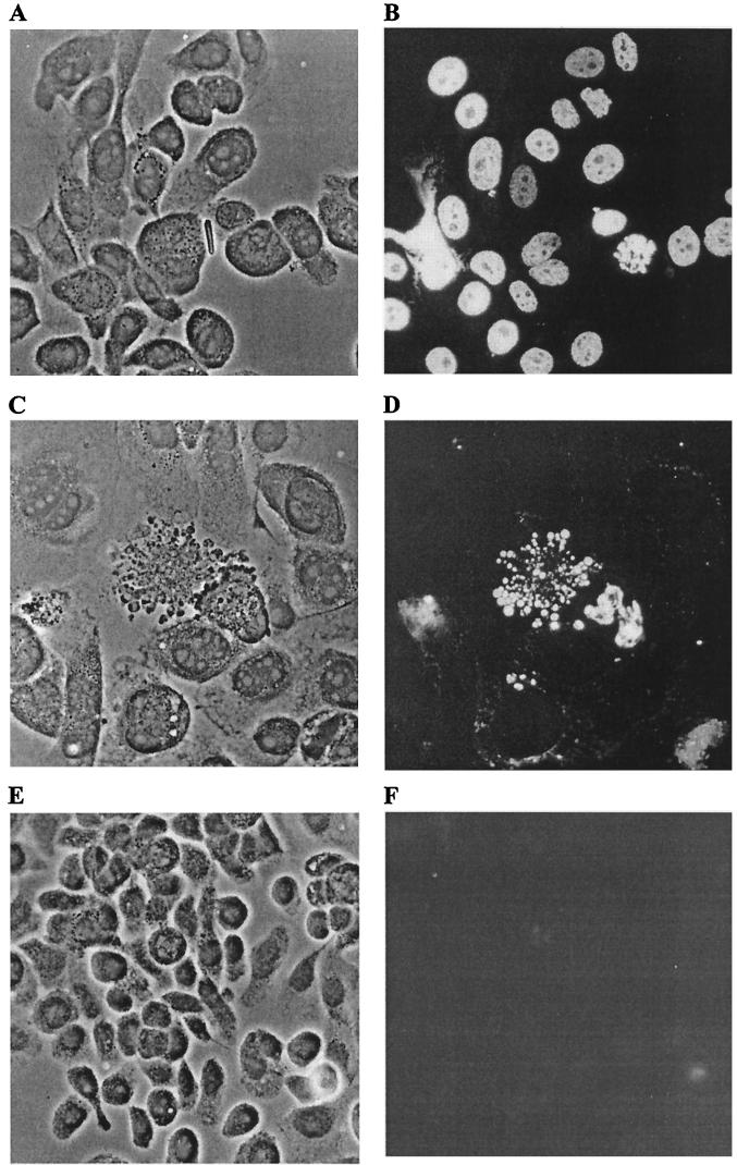 FIG. 8