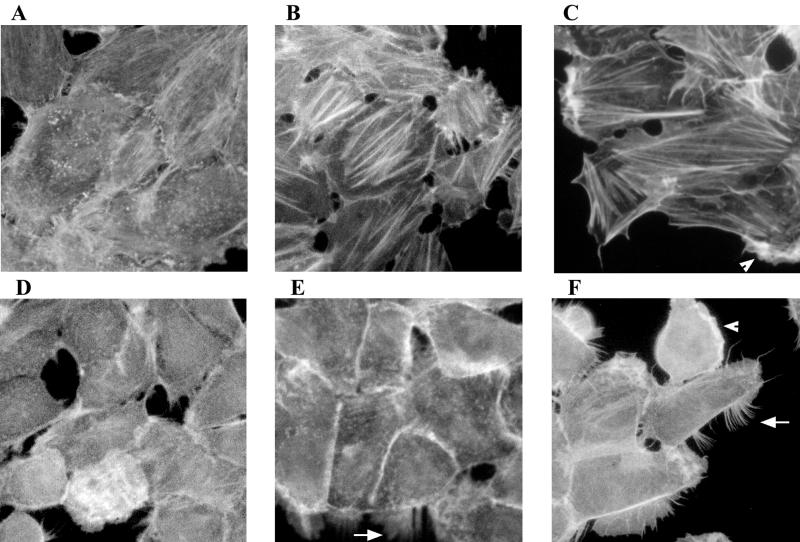 FIG. 6