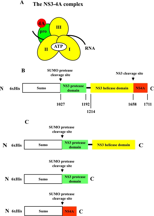 FIGURE 1.