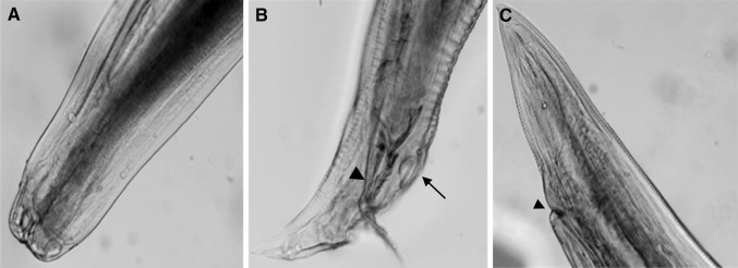 Fig. 2