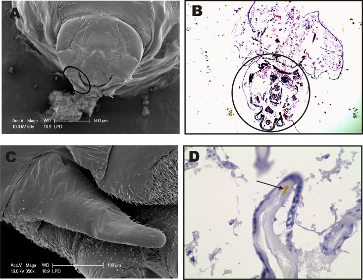 Fig 6