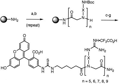 Scheme 1