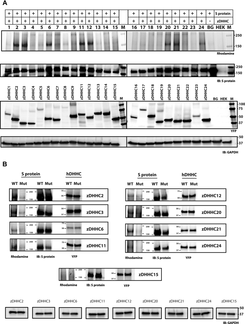 Figure 4