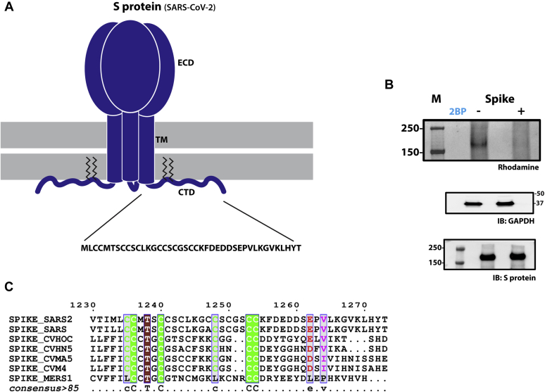 Figure 1