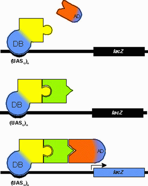 Fig. 8