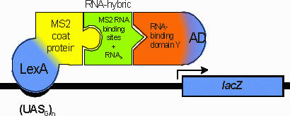 Fig. 10