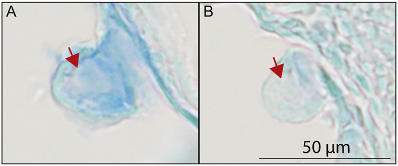 Fig. 5.