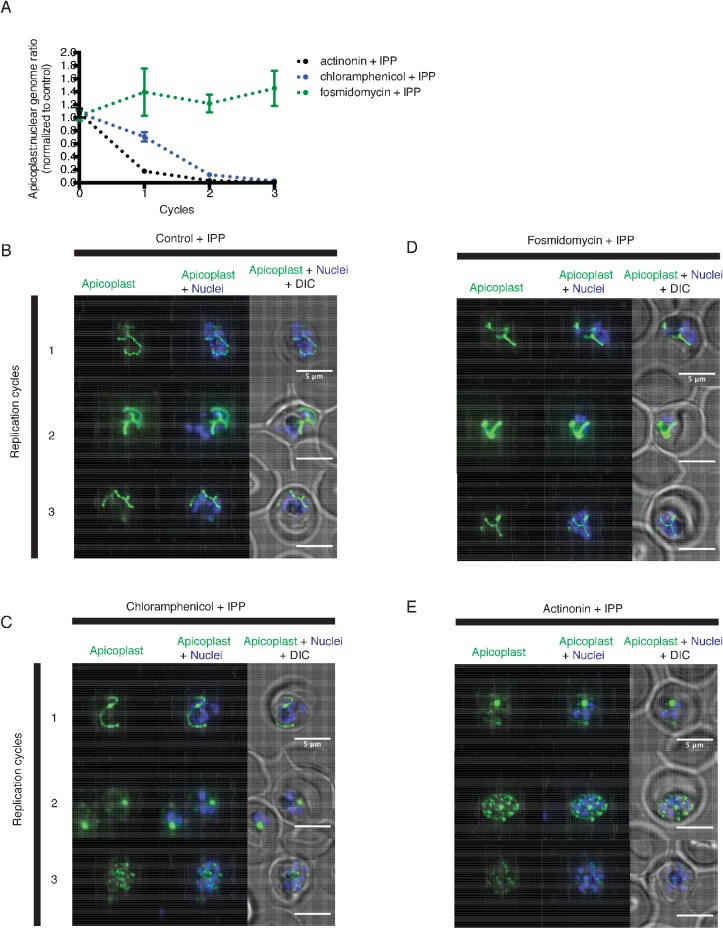 Figure 1—figure supplement 2.