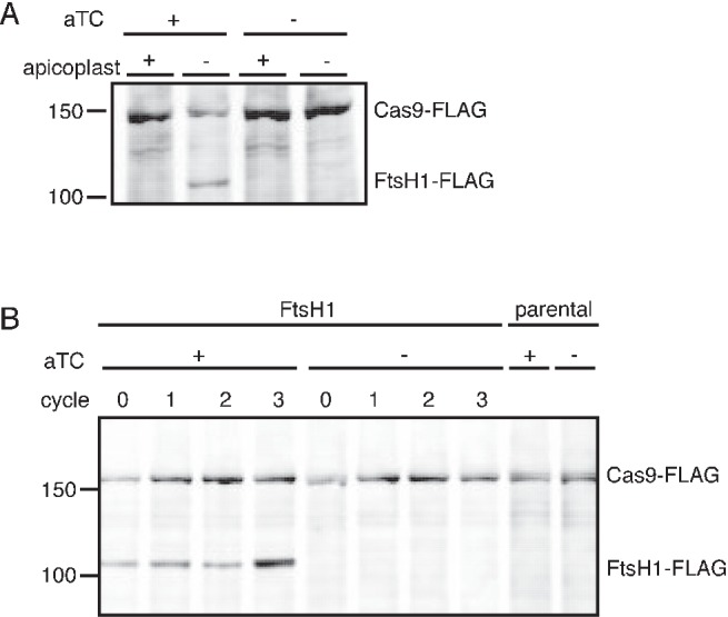 Figure 3—figure supplement 1.