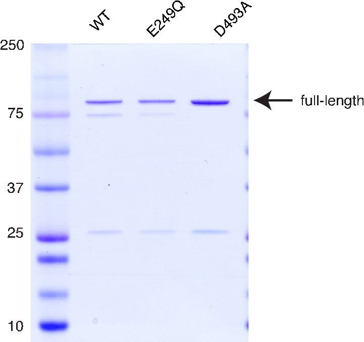 Figure 4—figure supplement 1.