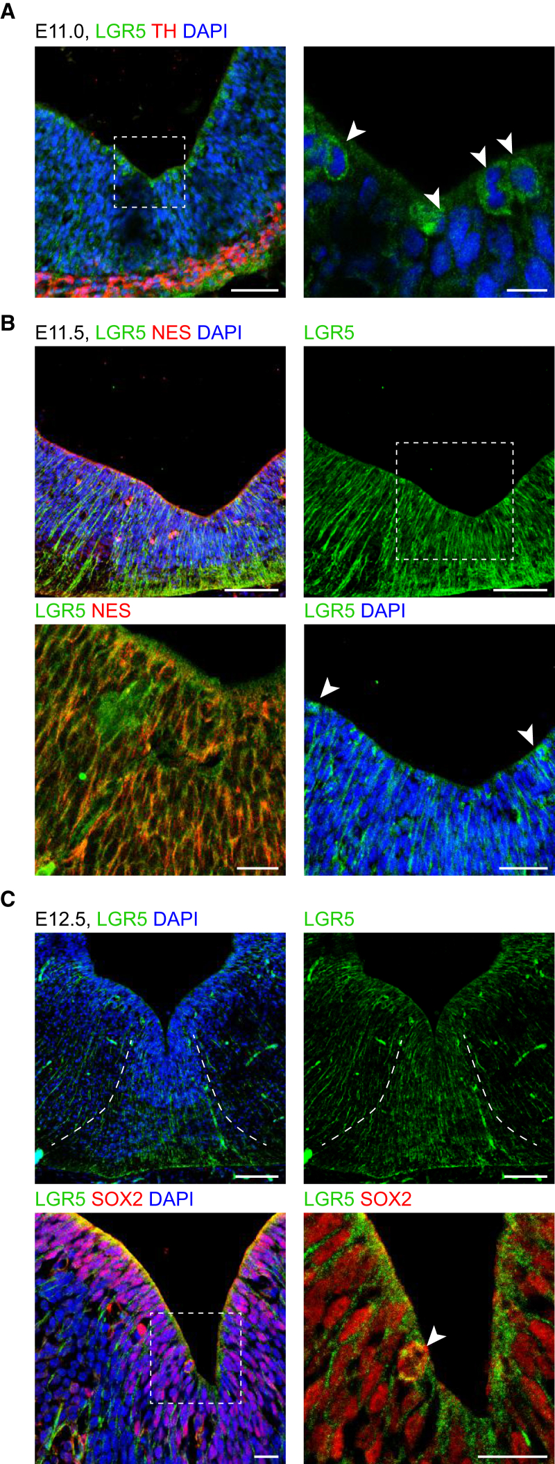 Figure 2