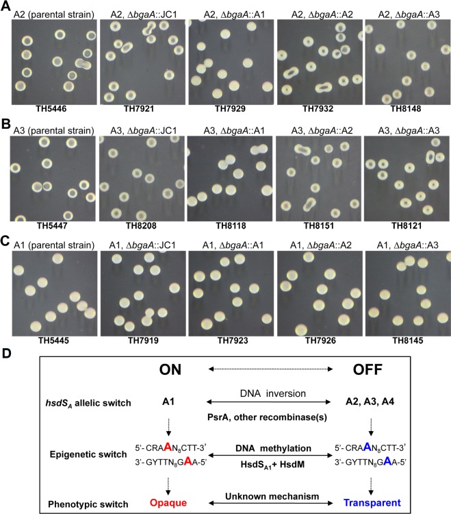 Fig 10