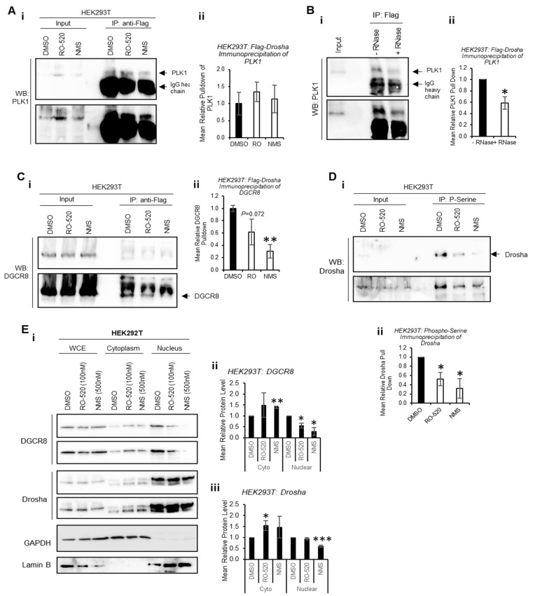 PLK1 Regulates MicroRNA Biogenesis through Drosha Phosphorylation - PMC