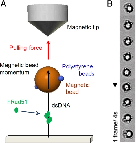 Fig. 1.