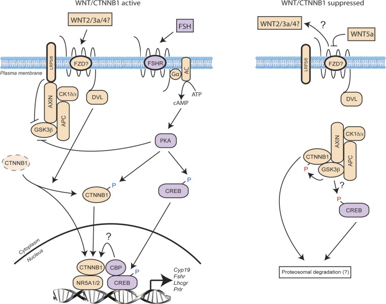 Figure 11.