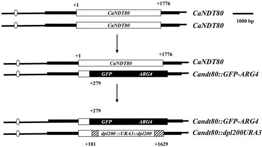 FIG. 2.