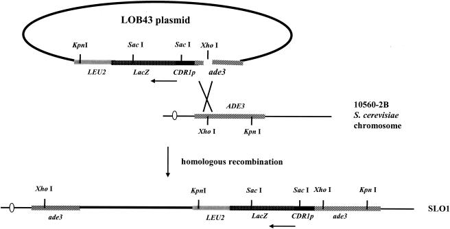 FIG. 1.