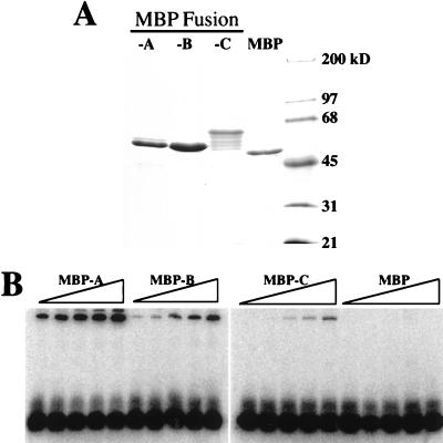 FIG. 7