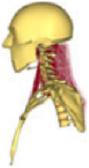 graphic file with name js9-111-1042-i026.jpg