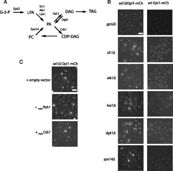 Fig. 4