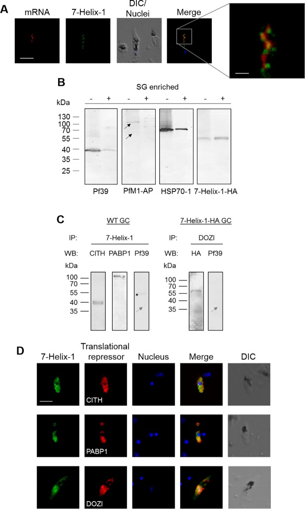 Fig 6