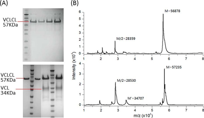 FIGURE 2.