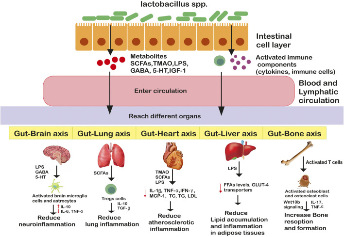 FIGURE 2