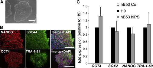 Figure 1