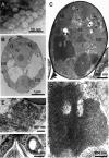 FIG. 2.