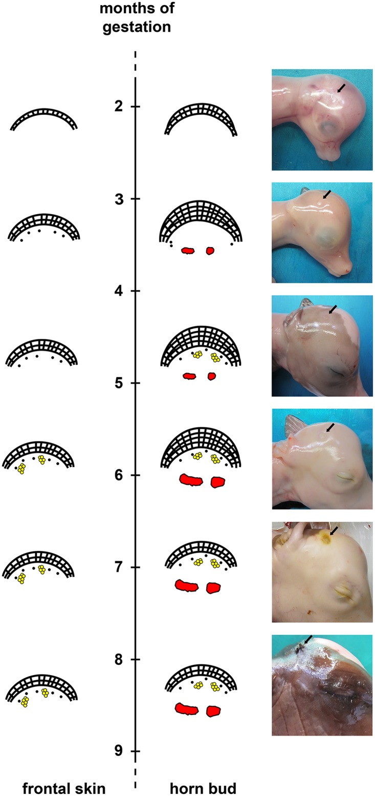 Fig 7