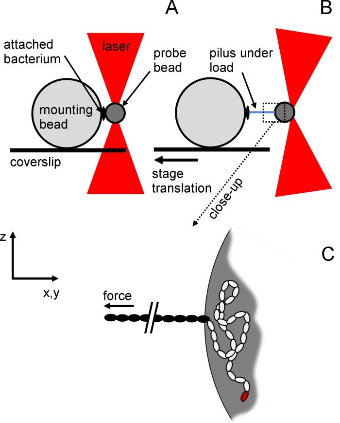 Fig 2