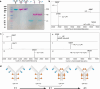 Three data sets including an SDS-PAGE gel of dual dye conjugate that was ran under both reducing and non-reducing condition, and two sets of deconvoluted mass spectra of the dual-payload conjugates to demonstrate specificity and conjugation efficiency of pAcF/pAMF or pAMF/interchain cysteine dual conjugation methods. The last panel illustrates four dual -payload conjugate formats varying in total DAR and payload ratio that can be generated by pAcF/pAMF conjugation method.