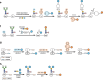 Key reaction steps of the eight methods to make homogenous dual-payload conjugates mediated by enzymes with orthogonal activities. Reactive residuals on antibodies, functional groups on branched linkers and payloads with different MOA are highlighted.
