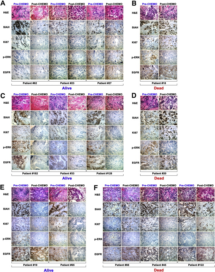 Supplementary Fig. S1