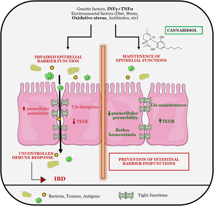 GRAPHICAL ABSTRACT