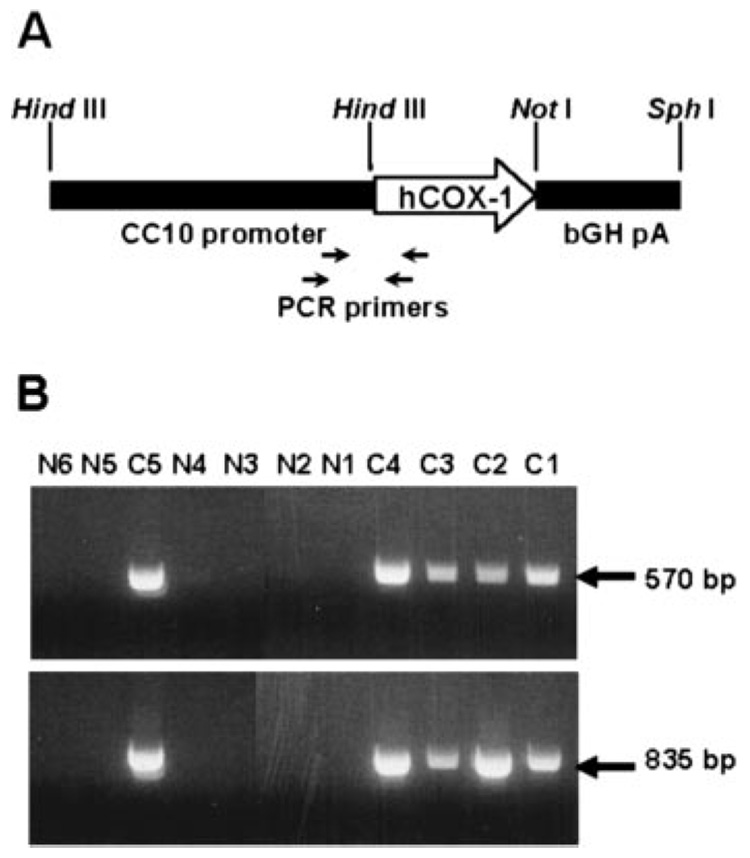 FIGURE 1