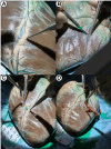 Fig. 4.