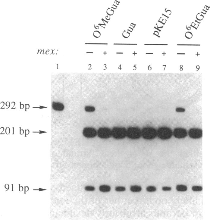 graphic file with name pnas00289-0037-a.jpg