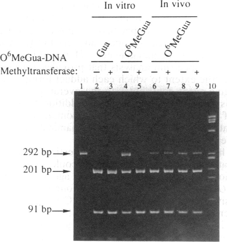 graphic file with name pnas00289-0038-a.jpg