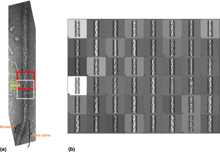 Figure 11. 