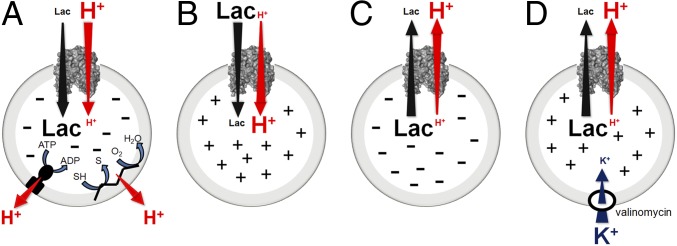 Fig. 1.