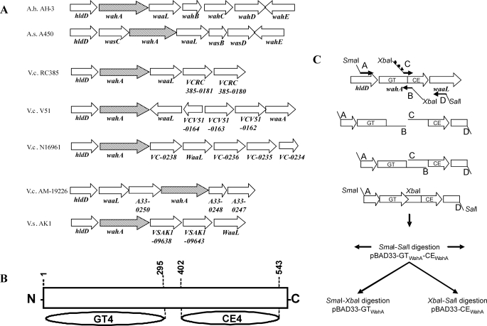 FIGURE 2.