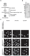 Figure 1—figure supplement 4.