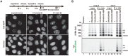 Figure 2—figure supplement 2.
