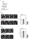 Figure 1—figure supplement 3.